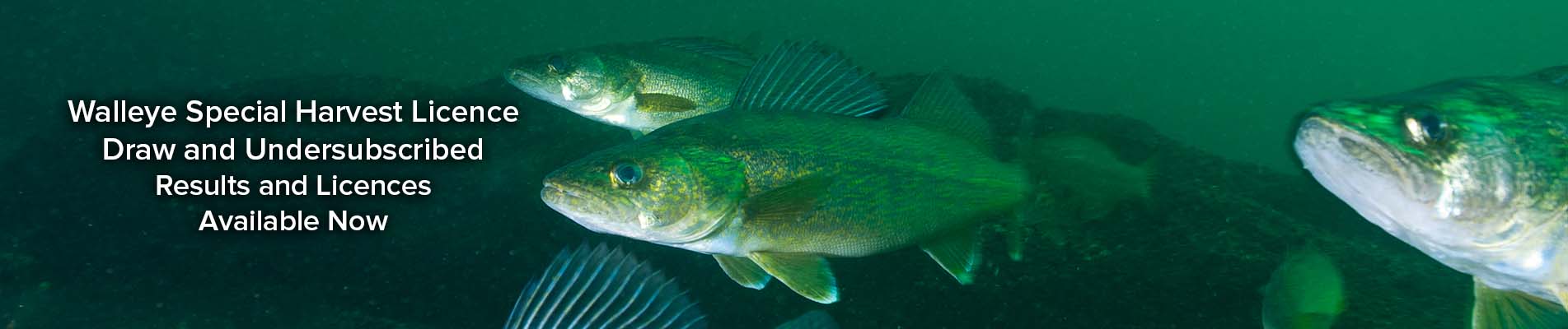 AB- Walleye Draw23- Results Now- Carousel